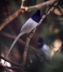 Tenggara Paradise Flycatcher
